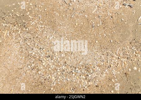 Sea scallops and razor clams at low tide in the sand on the sandy beach of Lakolk on the island of RÖMÖ, Denmark Stock Photo