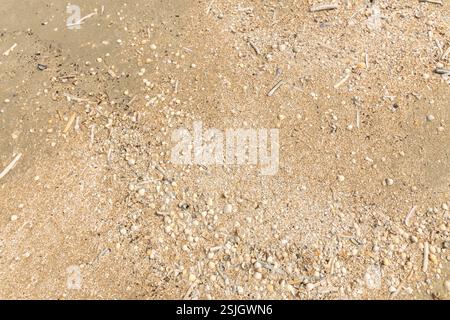 Sea scallops and razor clams at low tide in the sand on the sandy beach of Lakolk on the island of RÖMÖ, Denmark Stock Photo