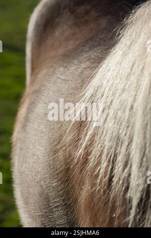 detail of adult female Gypsy Vanner Horse filly mane and side Stock Photo