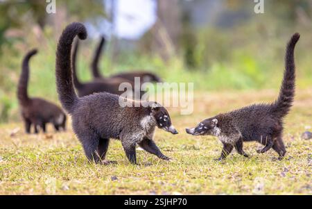 Group of white-nosed coati (Nasua narica), also known as the coatimundi is a species of coati and a member of the family Procyonidae (raccoons and the Stock Photo