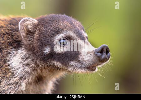 Portrait of White-nosed coati (Nasua narica),also known as the coatimundi is a species of coati and a member of the family Procyonidae (raccoons and t Stock Photo