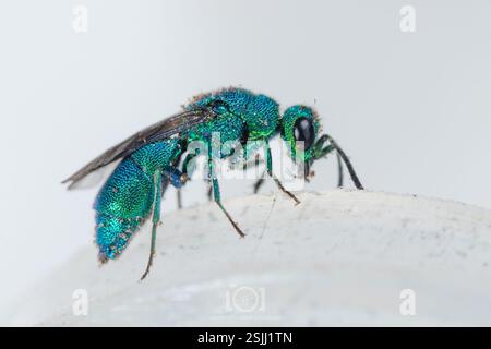 (Chrysis), Insecta, Chimney Lakes, Jacksonville, FL, USA Stock Photo ...