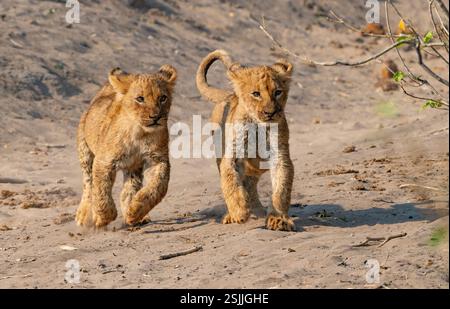 Two young  African Lion (Panthera leo) cubs running to catch up with their mother Stock Photo