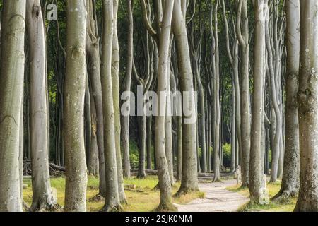 Ghost Forest Nienhagen, Mecklenburg-Western Pomerania, Germany Stock Photo