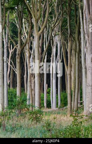 Ghost Forest Nienhagen, Mecklenburg-Western Pomerania, Germany Stock Photo