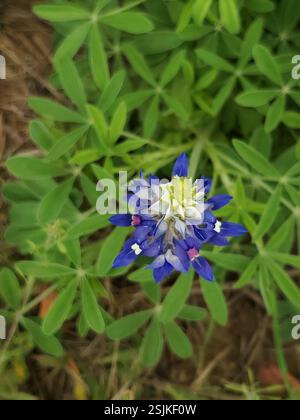Texas bluebonnet (Lupinus texensis) Plantae Stock Photo - Alamy