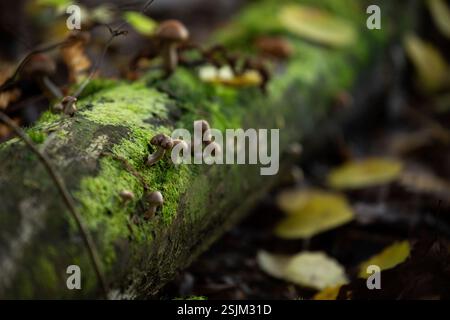 Close-up of tiny mushrooms growing on a mossy tree trunk, autumn, Finland Stock Photo
