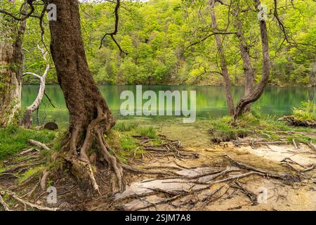 Plitvice Lakes National Park, Croatia, Europe Stock Photo