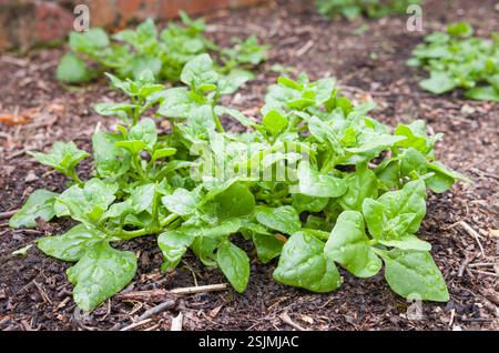 New Zealand spinach plant (Tetragonia tetragonioides) growing in a garden, UK Stock Photo