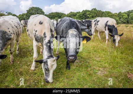 Herd of Blue Albion cows grazing in a pasture on Coombe Hill, Chiltern Hills, UK Stock Photo