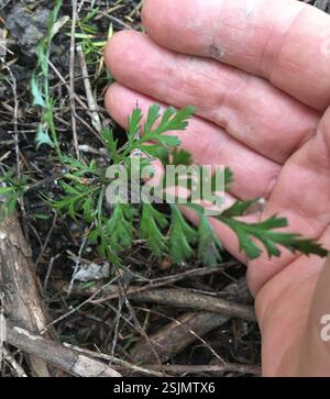 Tanekaha Celery Pine (Phyllocladus trichomanoides) coniferous tree ...