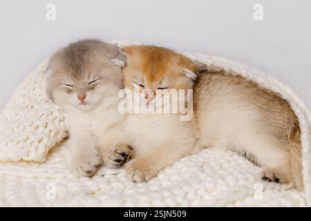 Two Kittens Lying on White Knitted Blanket  Stock Photo
