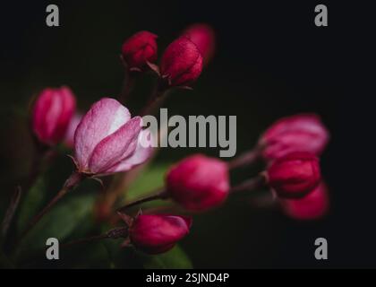 Blossoms of the Chinese apple, macro shot in the garden [M] Stock Photo