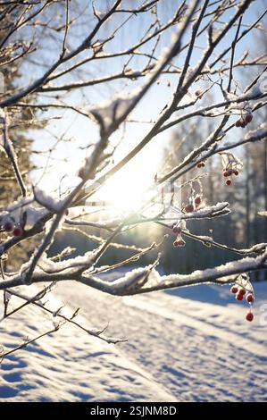 Rowan tree and berries close up. Sunlight behind branches. Winter season in Finland. Stock Photo