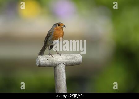 European robin (Erithacus rubecula) adult bird on a garden fork handle with food in its beak in summer, England, United Kingdom, Europe Stock Photo