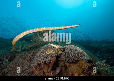 Chinese Sea Snake, Laticauda semifasciata, Manuk Island, Banda sea, Indonesia Stock Photo