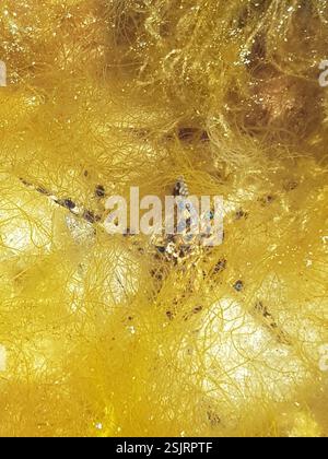 Lesser Blue-ringed Octopus (Hapalochlaena maculosa), Mollusca, Moonta ...