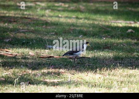 the lapwing has a black cap and broad white eye-stripe, with a yellow ...