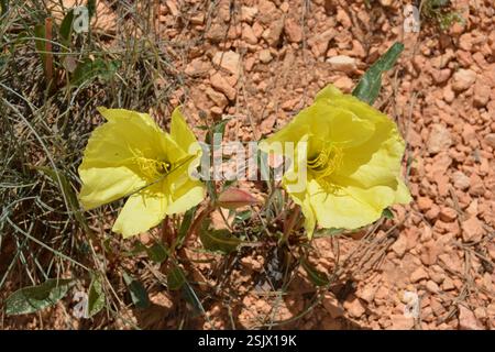 Yellow Evening Primrose in Bryce Canyon Utah Stock Photo