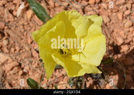 Yellow Evening Primrose in Bryce Canyon Utah Stock Photo