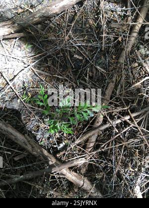 Tanekaha Celery Pine (Phyllocladus trichomanoides) coniferous tree ...