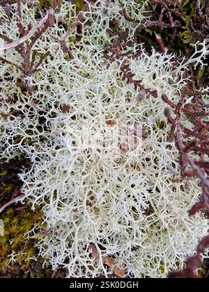 Reindeer Lichen (Cladonia portentosa), Fungi, Stedham Common, Midhurst GU29 0PD, UK Stock Photo