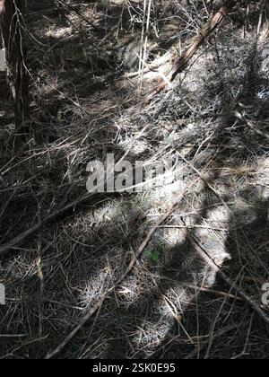 Tanekaha Celery Pine (Phyllocladus trichomanoides) coniferous tree ...
