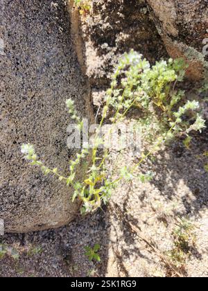 Guadalupe cryptantha (Cryptantha maritima), Plantae, Ensenada, MX-BN ...