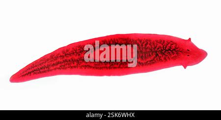 Light micrograph of a common turbellarian (Planaria sp.), a planarian flatworm with black eyespots (at right). Magnification: x5 at 24x36mm size. Stock Photo