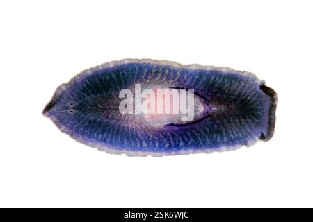 Light micrograph of a common turbellarian (Planaria sp.), a planarian flatworm with black eyespots (at left). Magnification: x6 at 24x36mm size. Stock Photo
