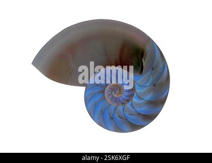 Chambered nautilus shell. Negative image of a section through the shell of a chambered nautilus (Nautilus pompilius), showing the internal chambers. The nautilus is a marine cephalopod mollusc related to the octopus and squid. It has a spiral shell divided into many chambers, of which the animal inhabits only the outermost. The rest are filled with gas and fluid. Stock Photo