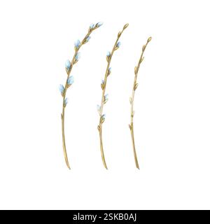 Watercolor willow twigs with flowers, isolated clip art on a white background. Spring watercolor illustration. The symbol of the traditional Easter. A Stock Photo
