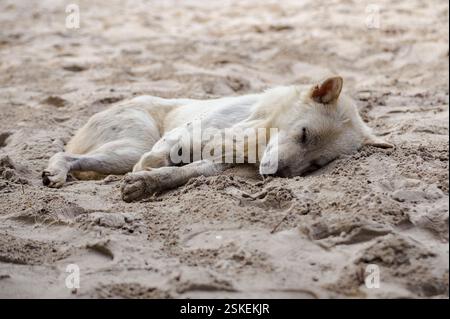 A dog is sleeping on the beach in Thailand Stock Photo
