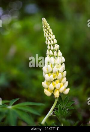 Beautiful yellow blooming lupine flowers on blur blue background. Selective focus. (Lupinus polyphyllus) Stock Photo
