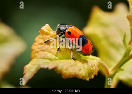Ant bag beetle (Clytra laeviuscula) in side view on a small, reddish colored leaf Stock Photo