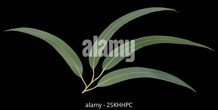 Branch of fresh eucalyptus leaves isolated on black background Stock Photo