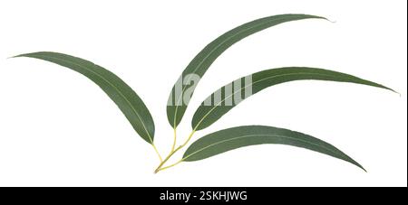 Branch of fresh eucalyptus leaves isolated on white background Stock Photo