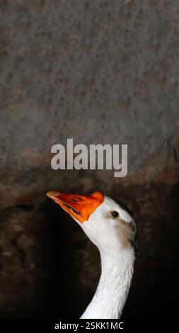 White domestic goose standing against a clean background, captured in a vertical portrait. Funny and expressive farm bird with bright eyes and soft Stock Photo