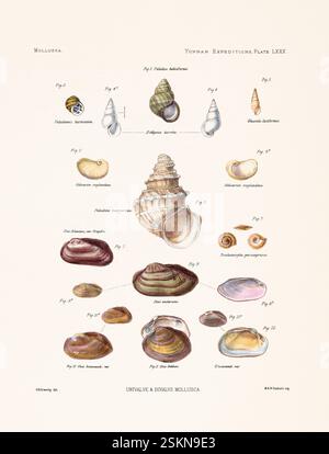 Shells, Conchology, Natural History, Scientific Illustration, Sea ...