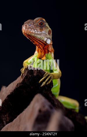 Close-up of an iguana on a rock in front of a black background, Indonesia Stock Photo