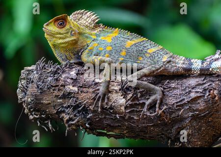 Close-up of a chameleon forest dragon (Gonocephalus chamaeleontinus) on a tree trunk in front of a green background, Indonesia Stock Photo