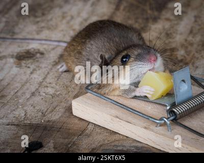 Dead mouse attracted to a piece of cheese and trapped. Stock Photo