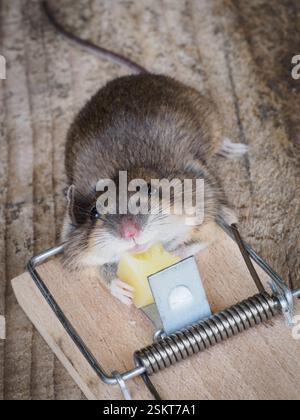 Dead mouse attracted to a piece of cheese and trapped. Stock Photo