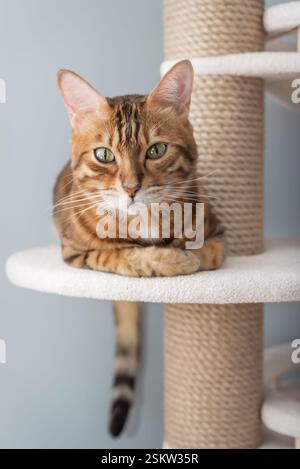 Bengal purebred point resting on cat play complex - scratching post. Stock Photo
