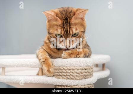 Bengal purebred point resting on cat play complex - scratching post. Stock Photo