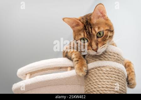 Bengal purebred point resting on cat play complex - scratching post. Stock Photo