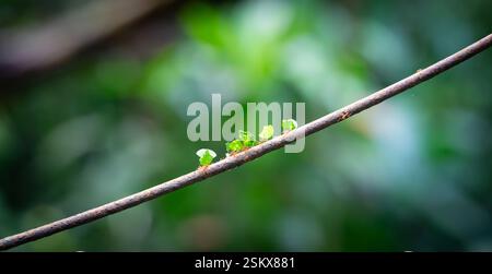 Leaf cutter ants carrying leaves on branch in the jungle. Atta Cephalotes. Stock Photo