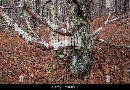 Lichen-encrusted trunk and lower branches of a jack pine tree (Pinus banksiana) in a forest in Shenandoah National Park, Virginia, in early winter. Stock Photo