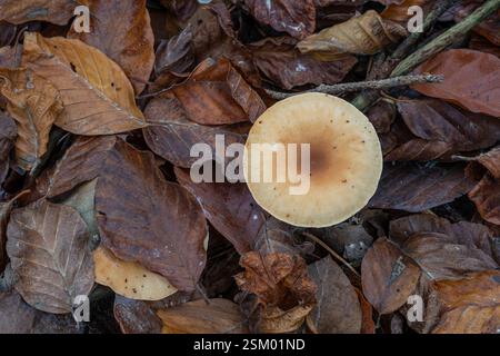 Sulpher Tuft Hyfoloma fasiculare,  growing on dead wood in woodland, surrounded by fallen leaves mainly beech, Norfolk, November Stock Photo