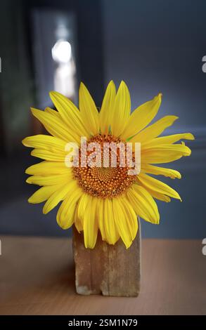 Single Yellow golden sunflower in a wooden vase om table, minimalist decoration, autumn theme, design on dining table Stock Photo